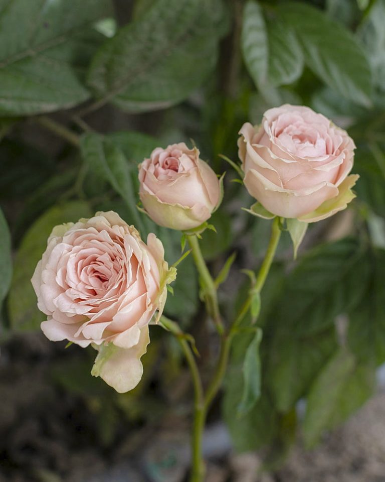 Lea Romantica | Light Pink Spray Garden Rose