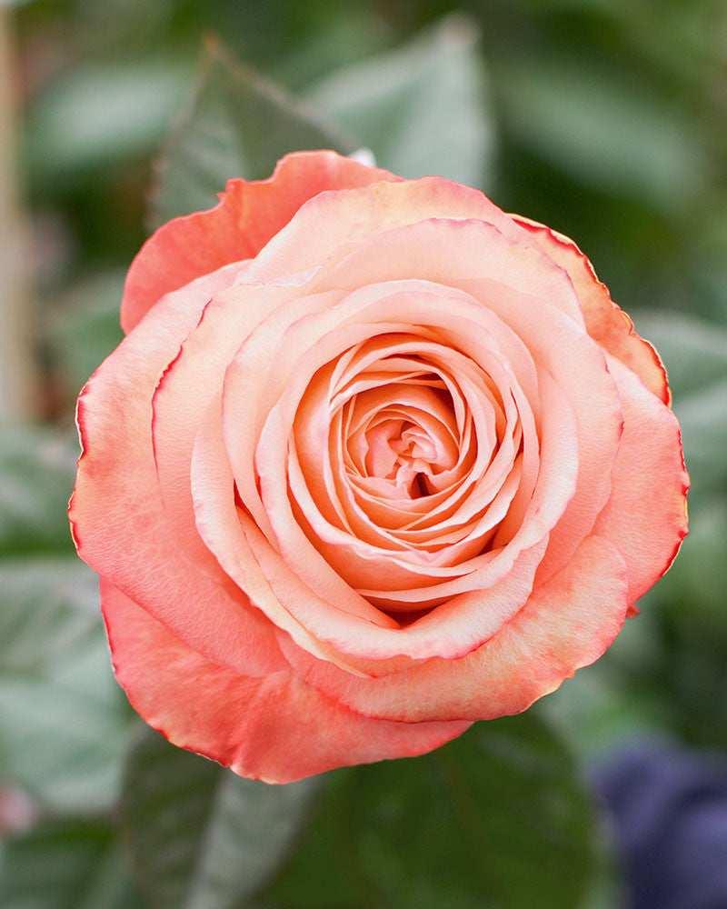 Kahala | Orange Garden Flower Type