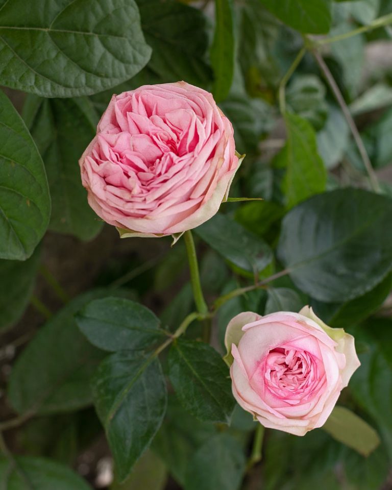 Bridal Piano | Light Pink Garden Rose