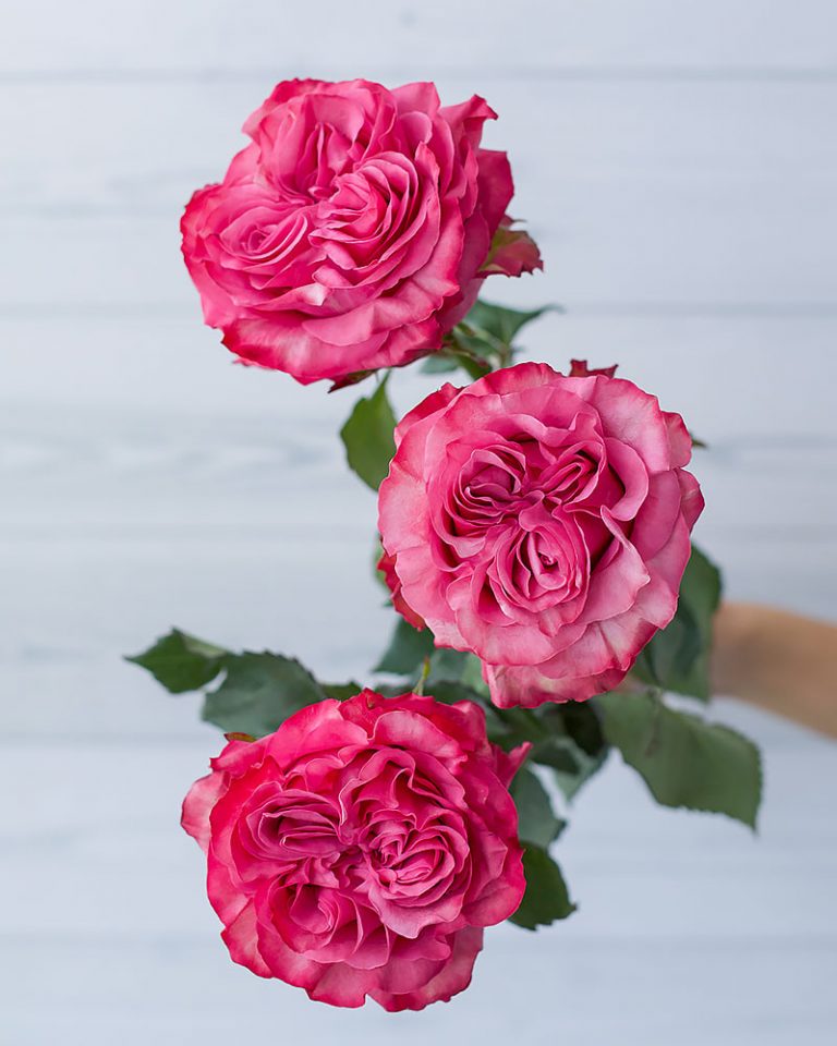 Country Blues | Hot Pink Garden Rose