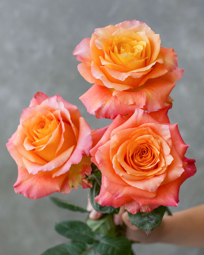 Free Spirit | Orange Garden Flower Type