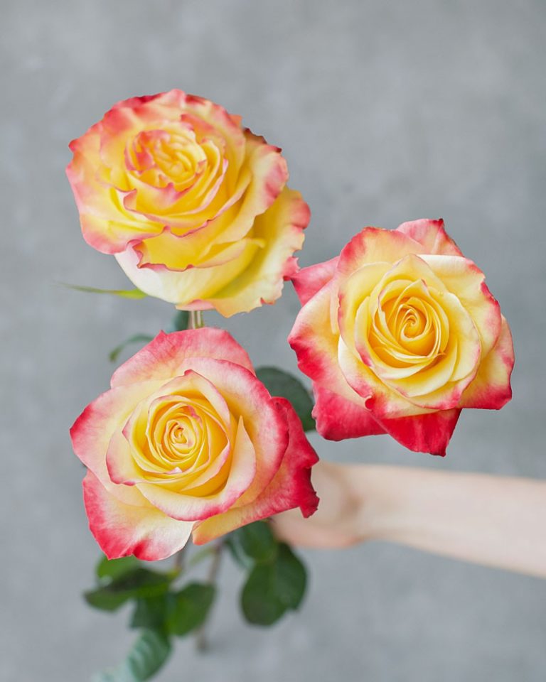 News Flash | Yellow Red Rose