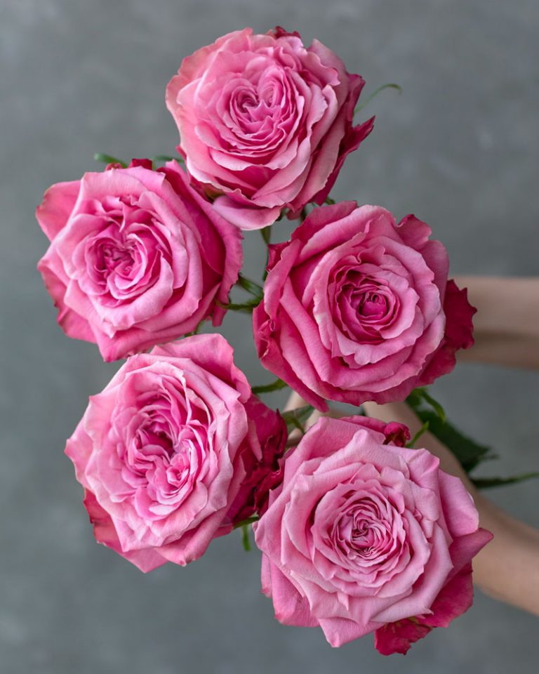 Art Deco | Pink Garden Flower