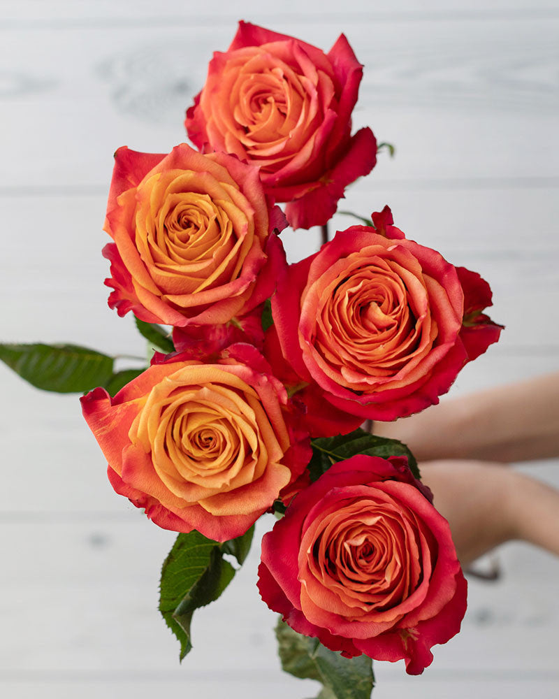 Atomic | Yellow And Orange Rose