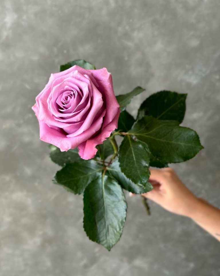 Amatista | Lavender Rose