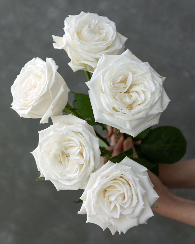 Playa Blanca | White Rose