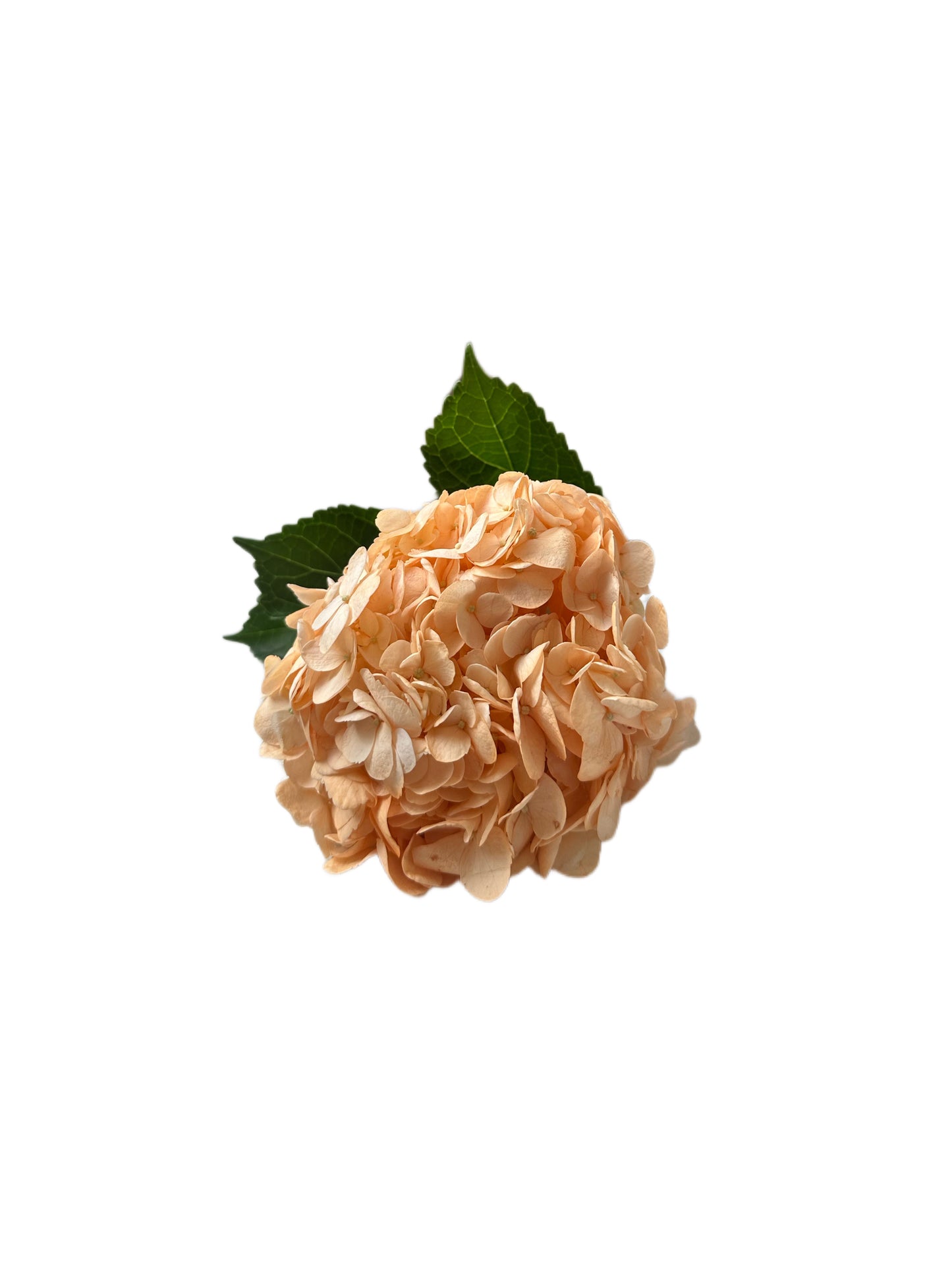 Hydrangea Peach Enhanced Flower