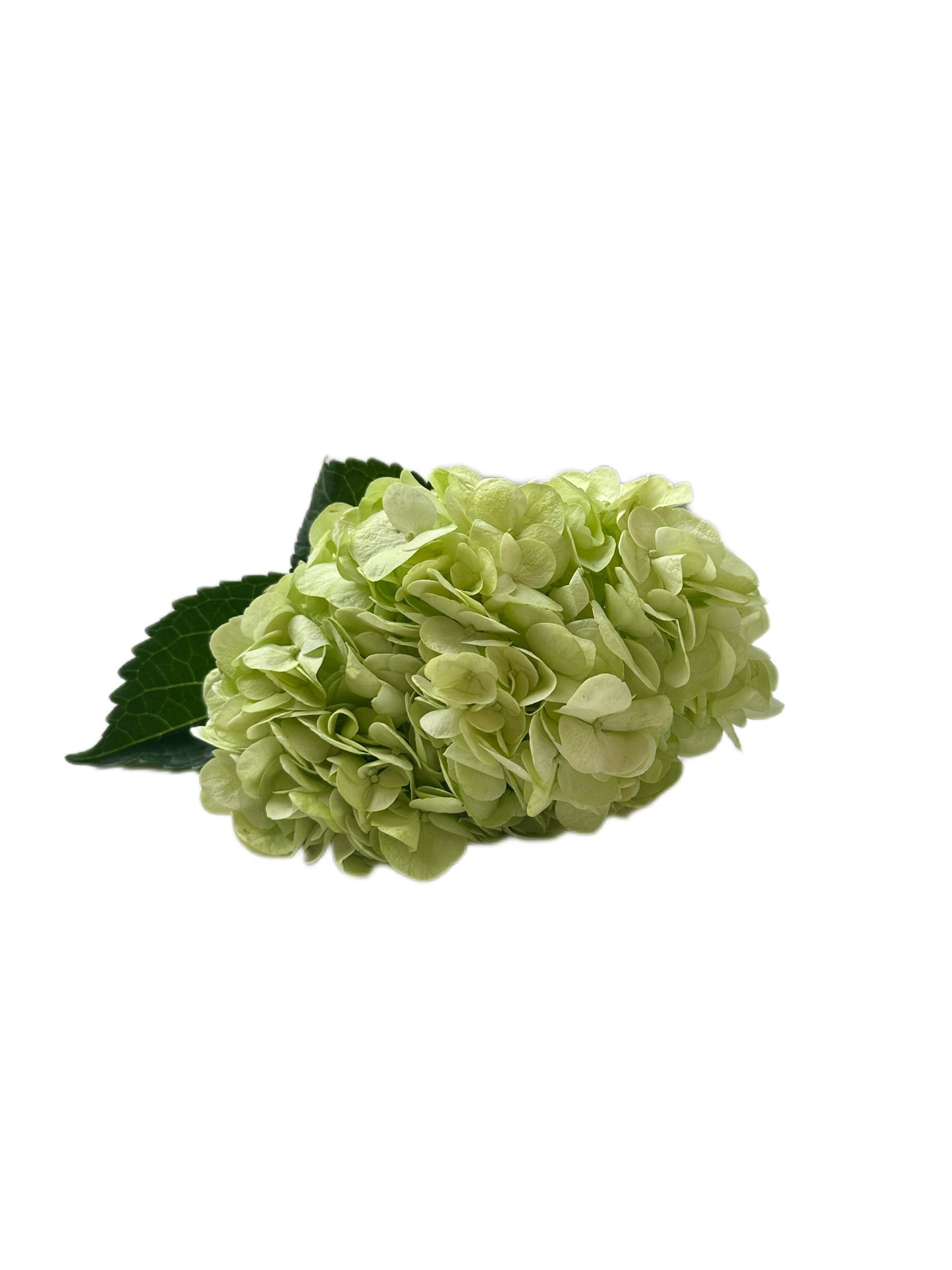 Hydrangea Lime Green Flower