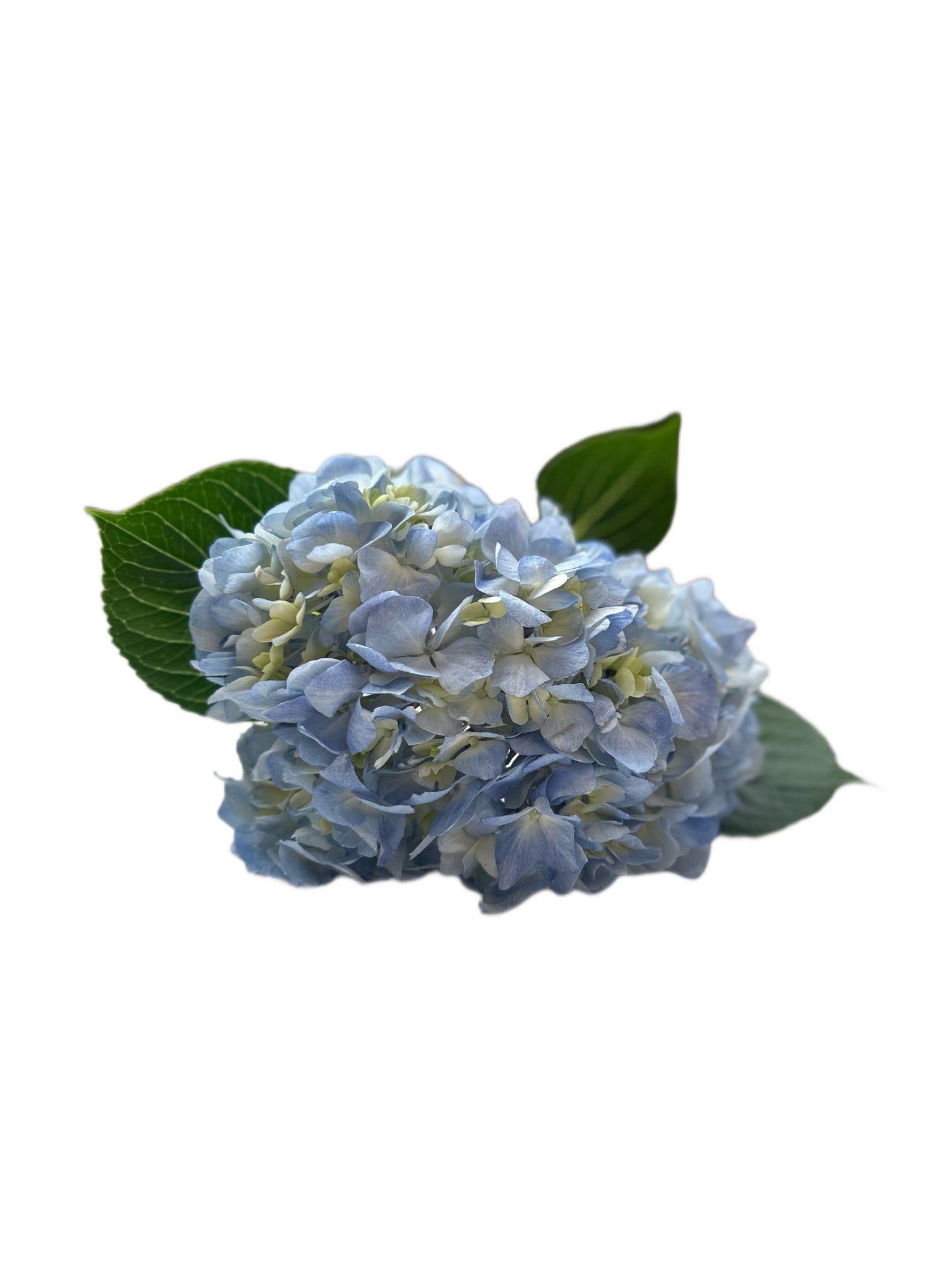Bicolor Ivory With Hint Of Blue Designer Hydrangea Flower