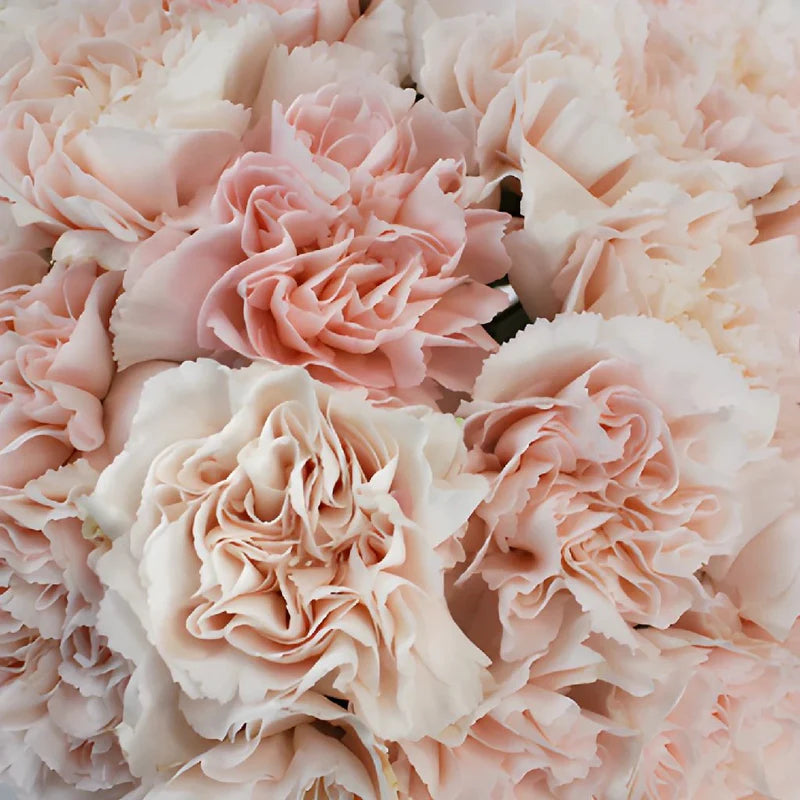 Powder Pink Carnation Flowers