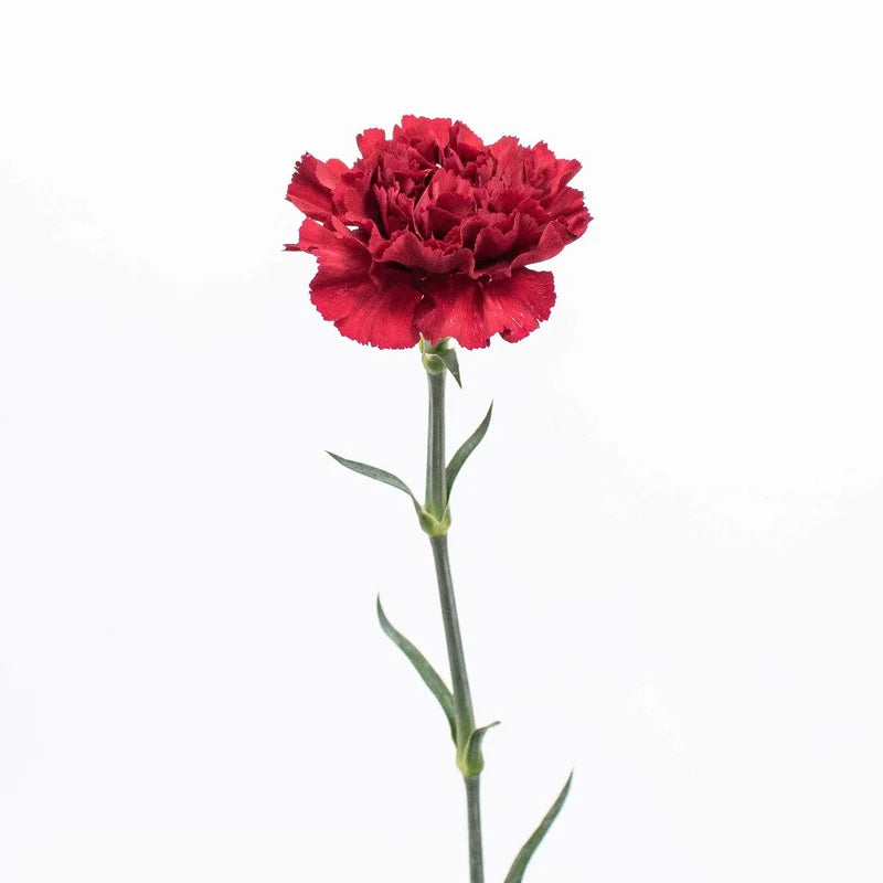 Red Carnation Flowers