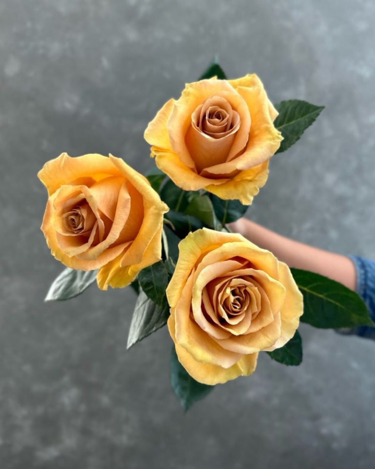 Combo | Mustard Rose