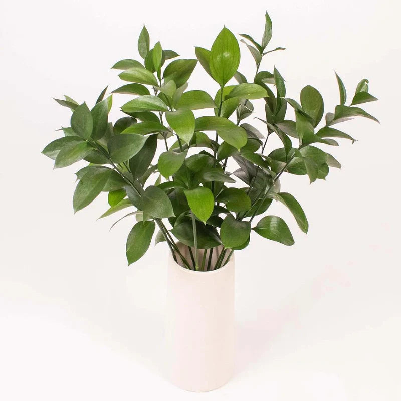 Israeli Ruscus Greenery
