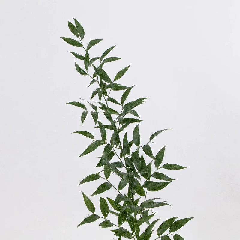 Italian Ruscus Greenery