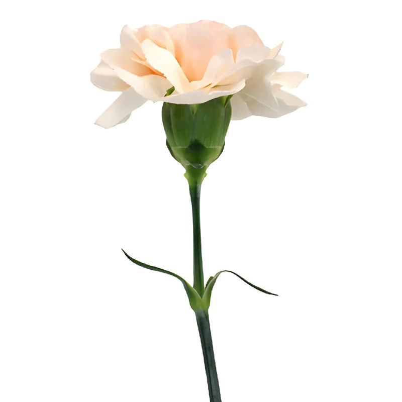 Pinky Peach Fresh Cut Carnations