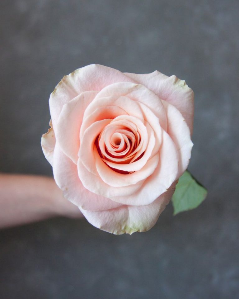 Phoenix | Peach Garden Rose