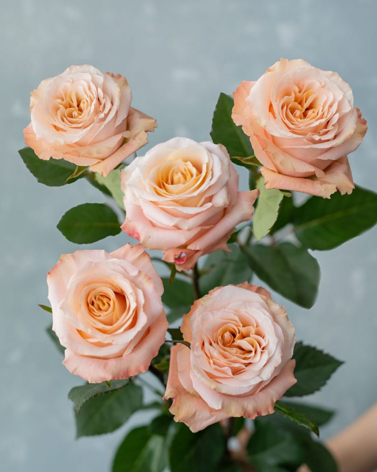 Shimmer | Peach Rose