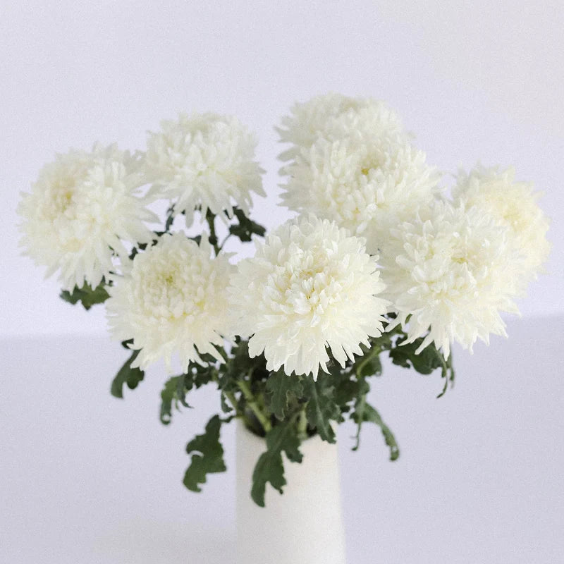 White Football Mum Flower