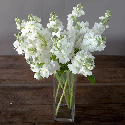 Stock White Flower