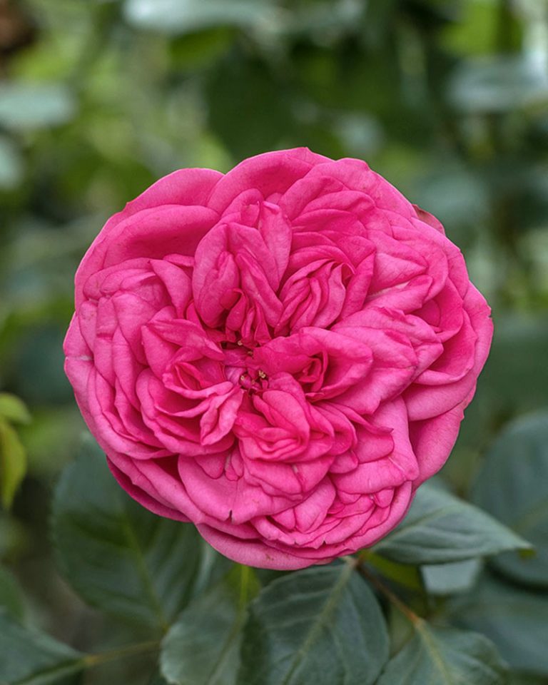 Pink Piano | Pink Garden Rose