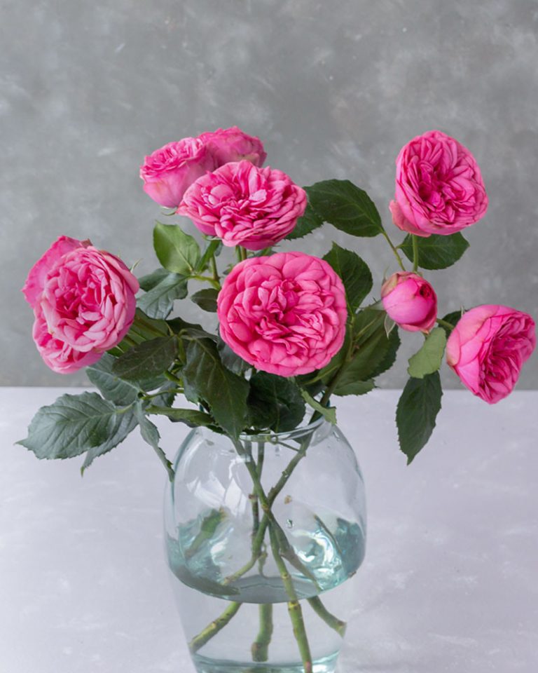 Pink Piano | Pink Garden Rose