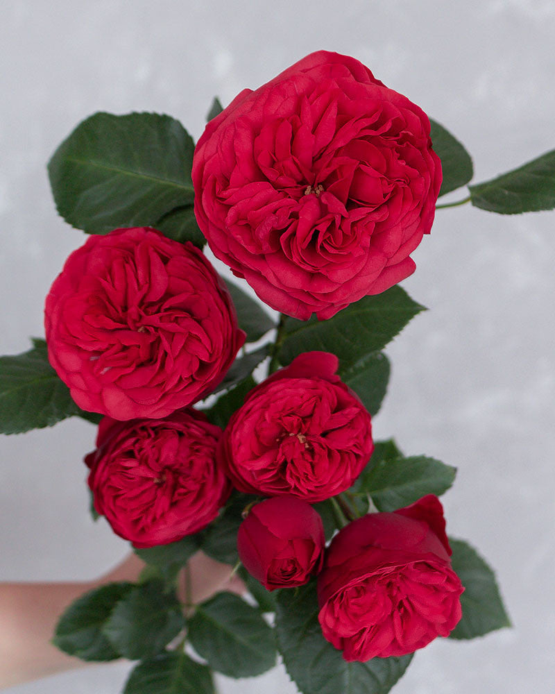 Red Piano | Red Garden Rose