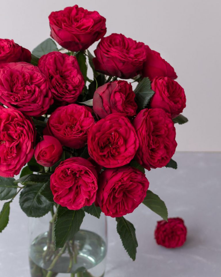 Red Piano | Red Garden Rose