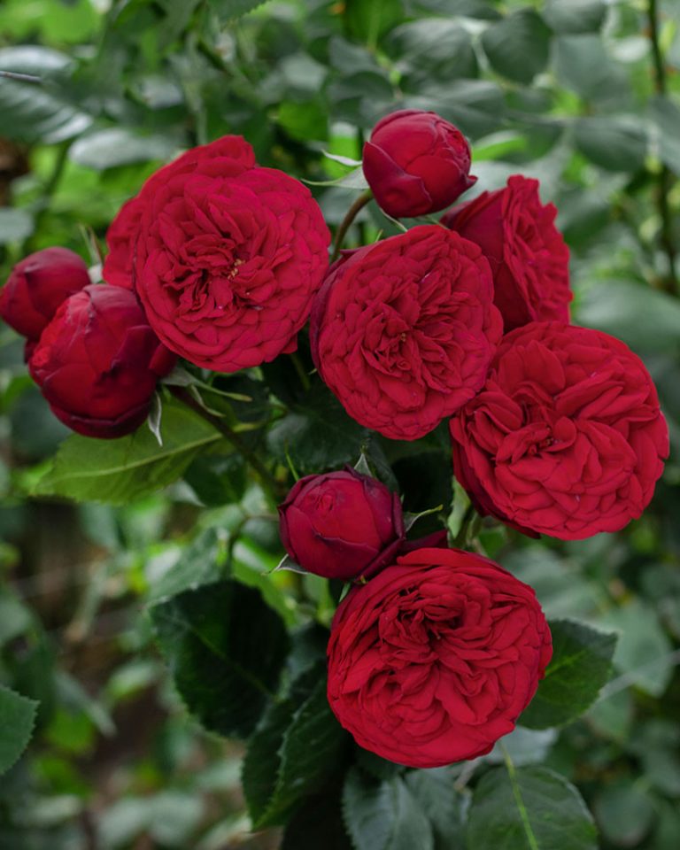 Red Piano | Red Garden Rose