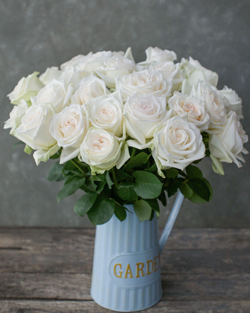 White Ohara | White Garden Rose