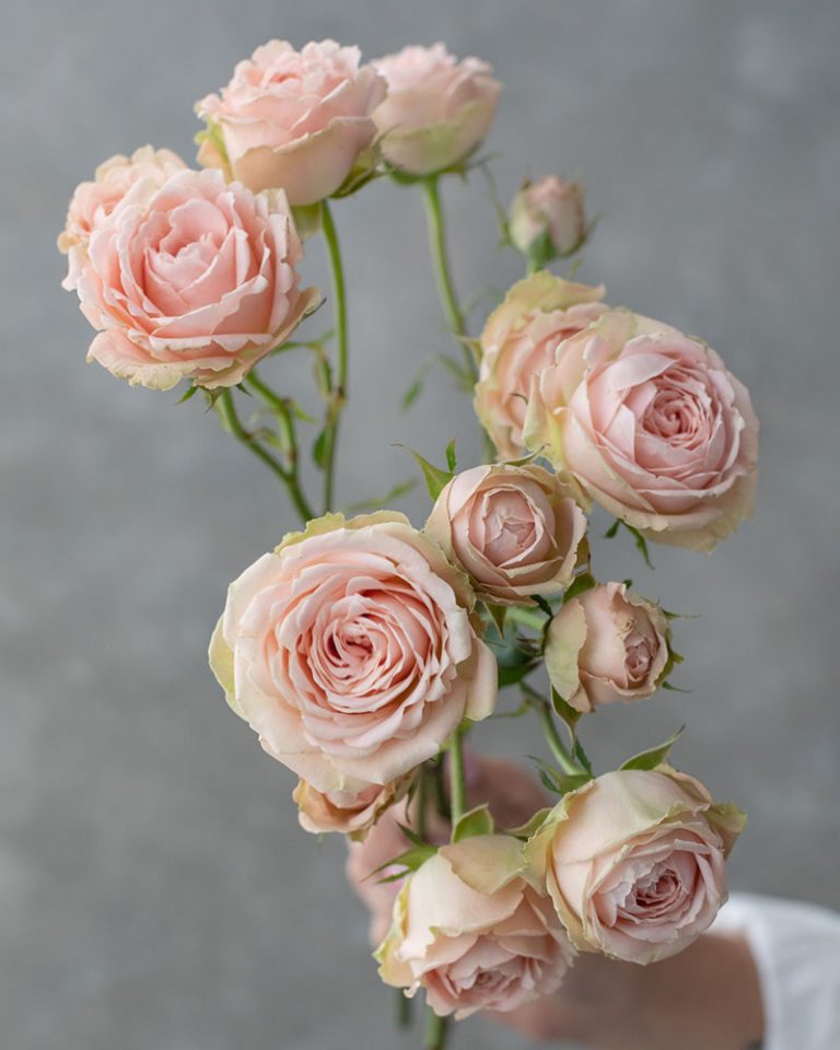 Lea Romantica | Light Pink Spray Garden Rose