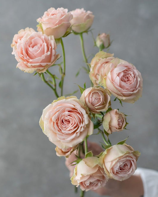 Lea Romantica | Light Pink Spray Garden Rose