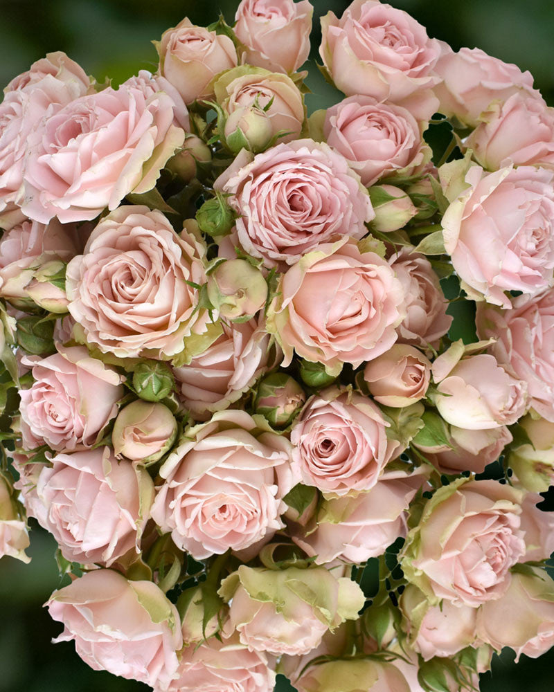 Lea Romantica | Light Pink Spray Garden Rose