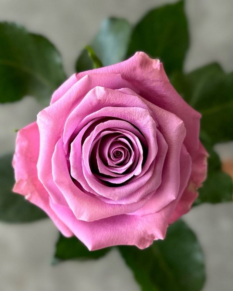 Amatista | Lavender Rose