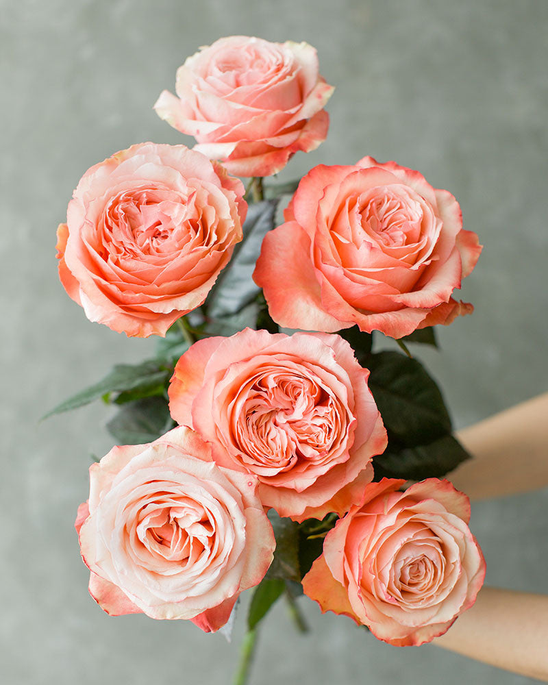 Kahala | Orange Garden Flower Type