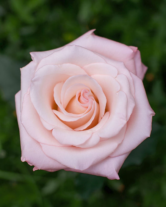 Cielo | Light Pink Rose