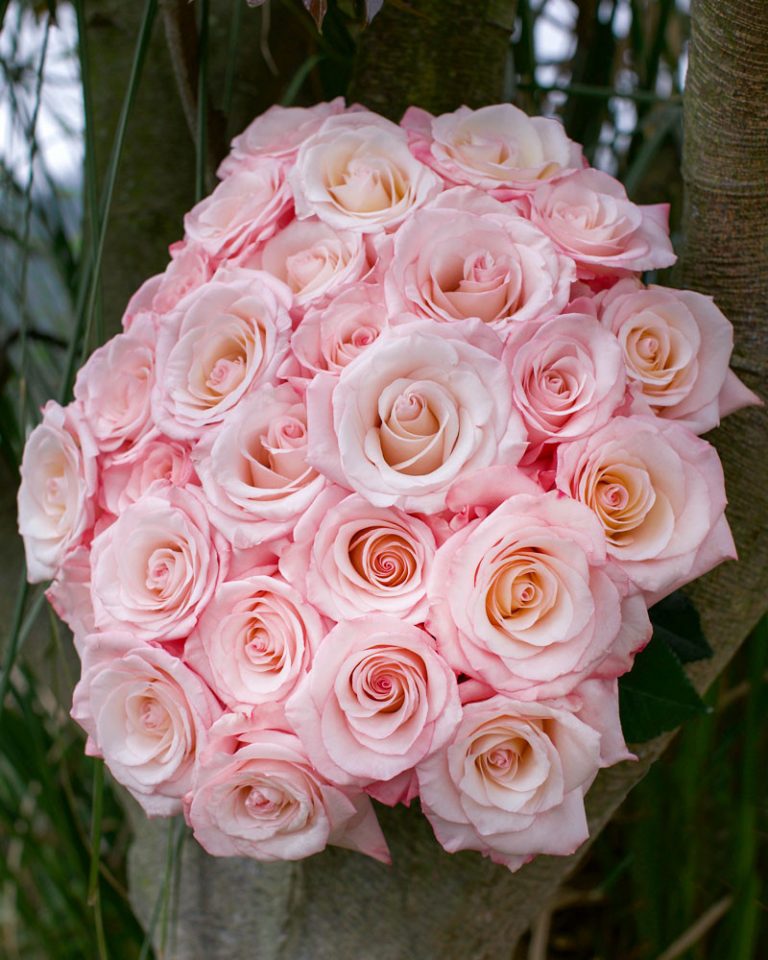 Cielo | Light Pink Rose