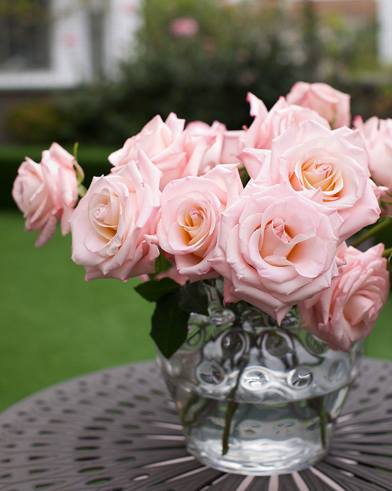 Cielo | Light Pink Rose