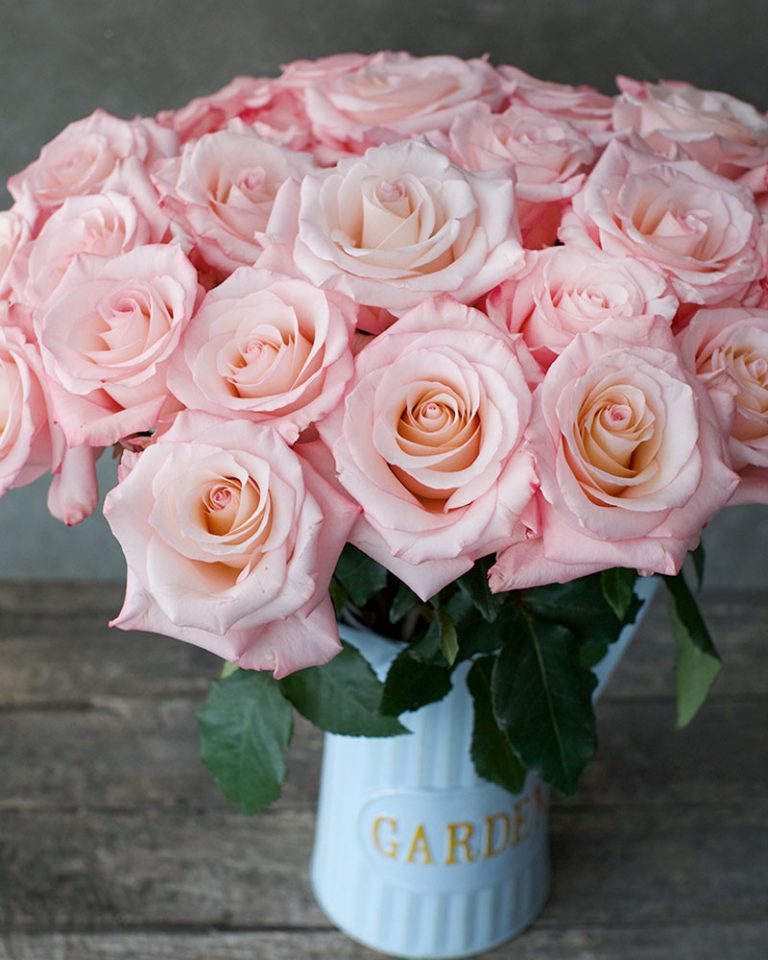 Cielo | Light Pink Rose