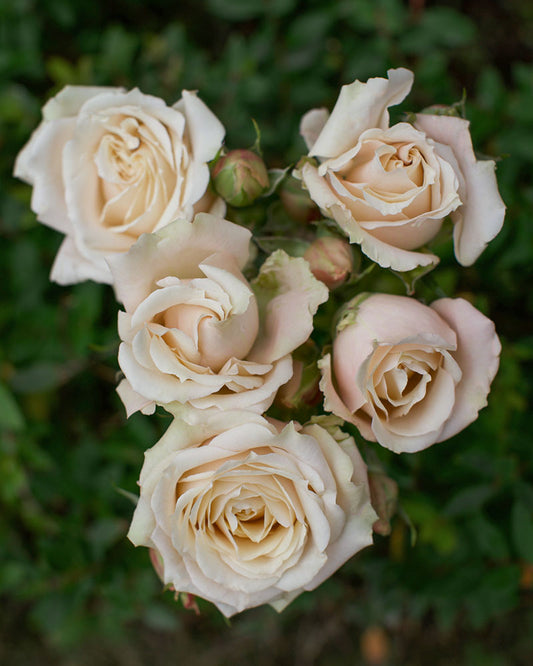 Sahara Sensation | Peach Spray Rose