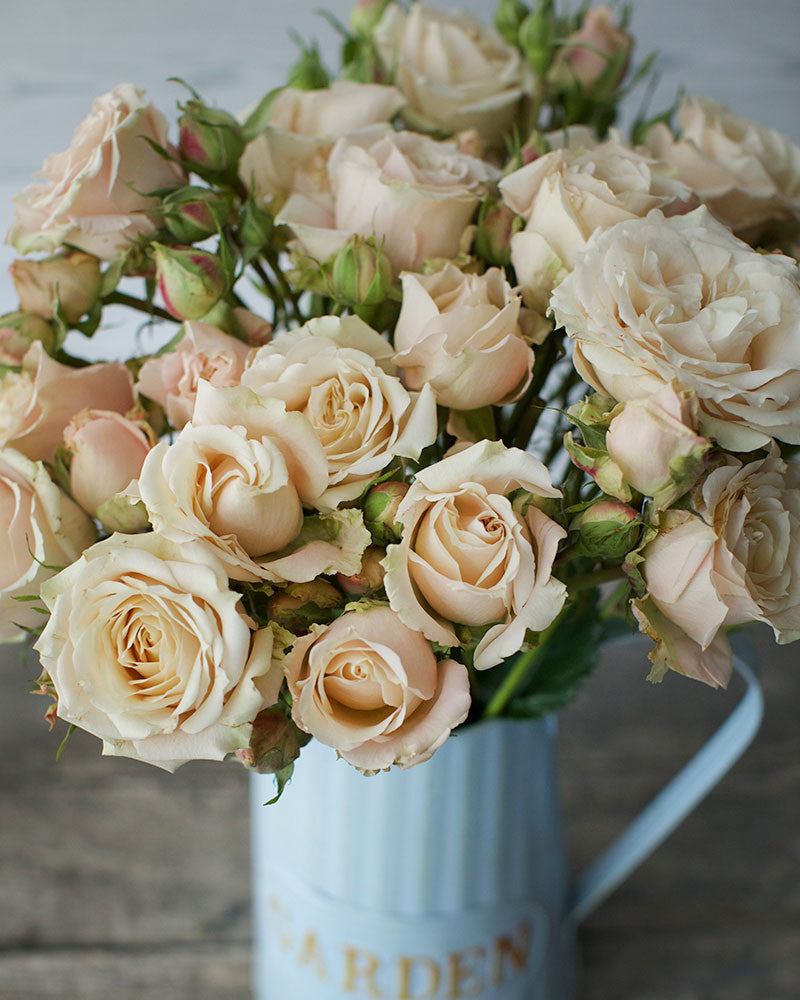 Sahara Sensation | Peach Spray Rose
