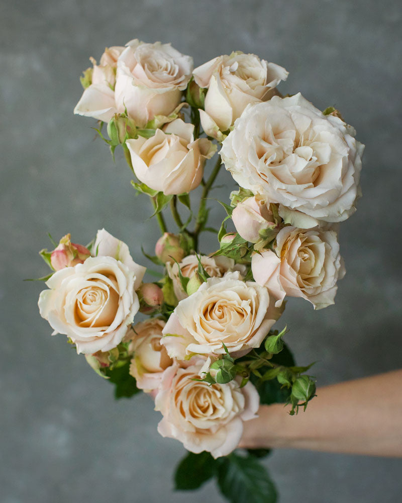 Sahara Sensation | Peach Spray Rose
