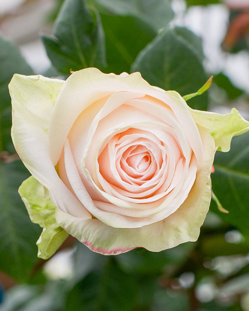 Garden Spirit | Cream Garden Flower Type