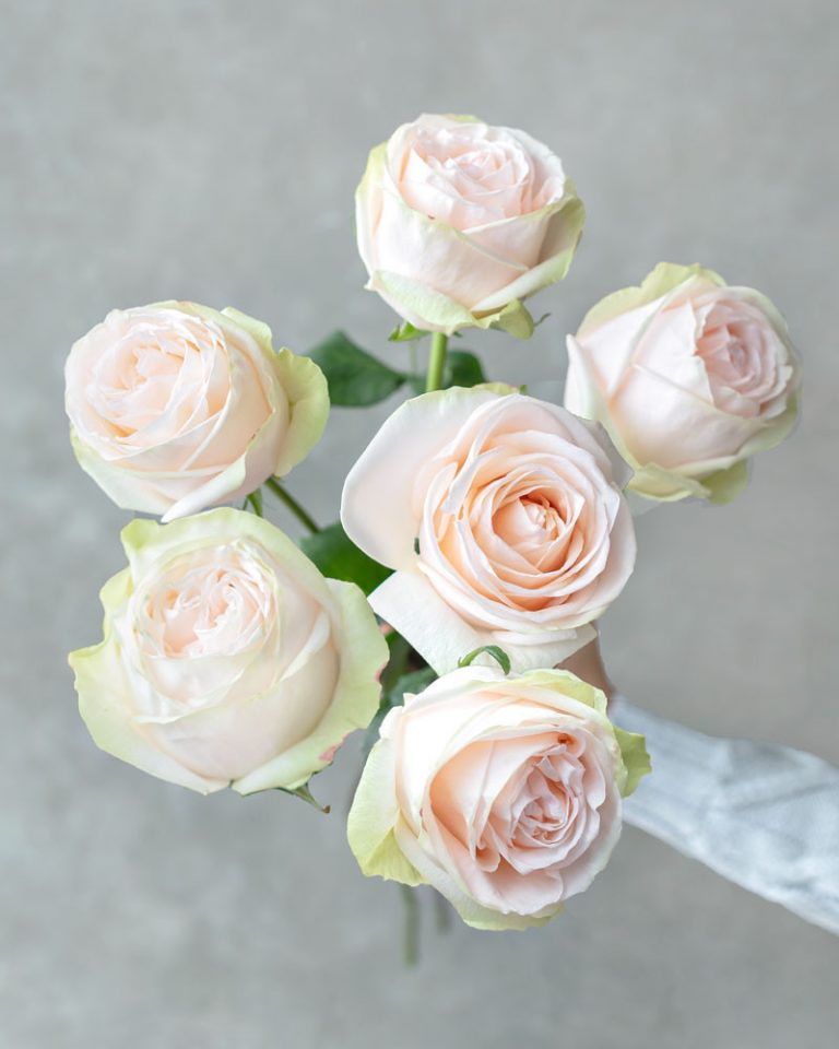 Garden Spirit | Cream Garden Flower Type