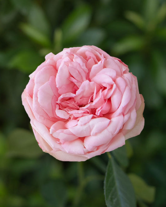 Bridal Piano | Light Pink Garden Rose