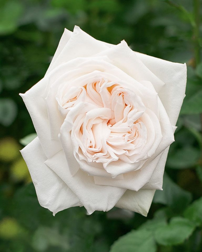 White Ohara | White Garden Rose