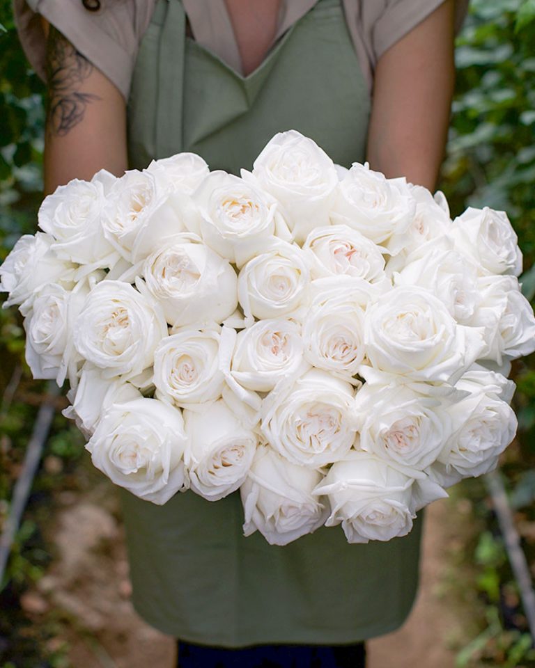 White Ohara | White Garden Rose