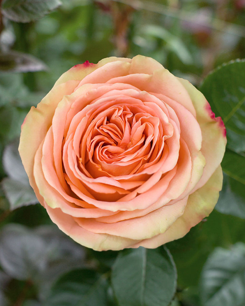 Country Home | Peach Garden Flower