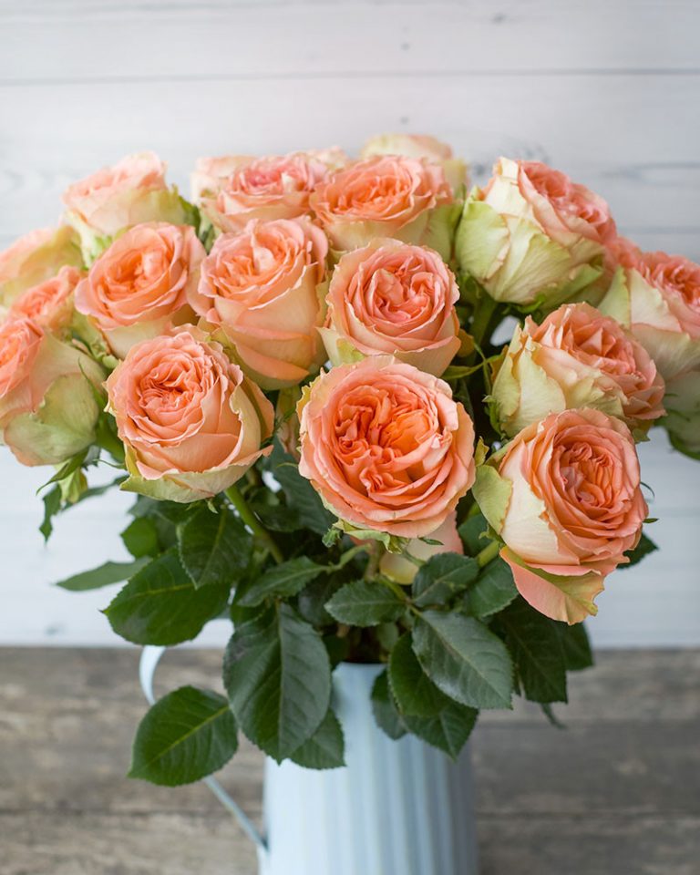 Country Home | Peach Garden Flower