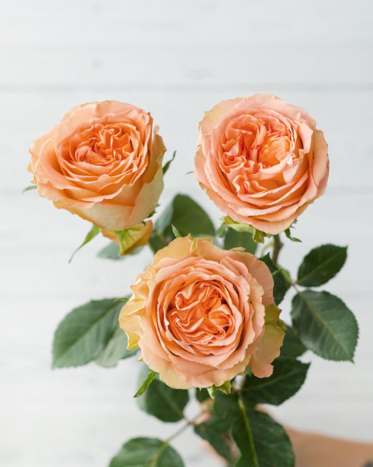 Country Home | Peach Garden Flower