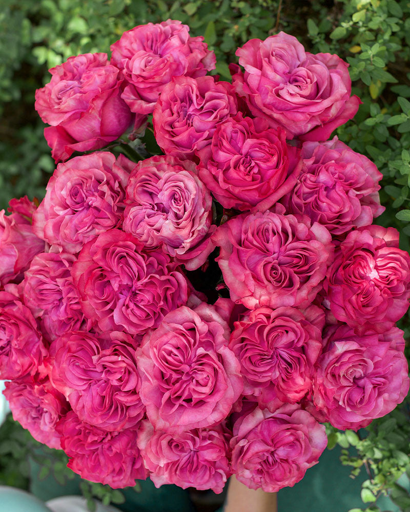 Country Blues | Hot Pink Garden Rose